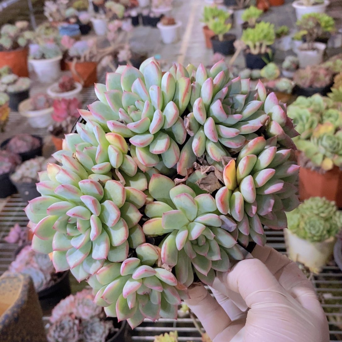 0458荷花群一物一拍