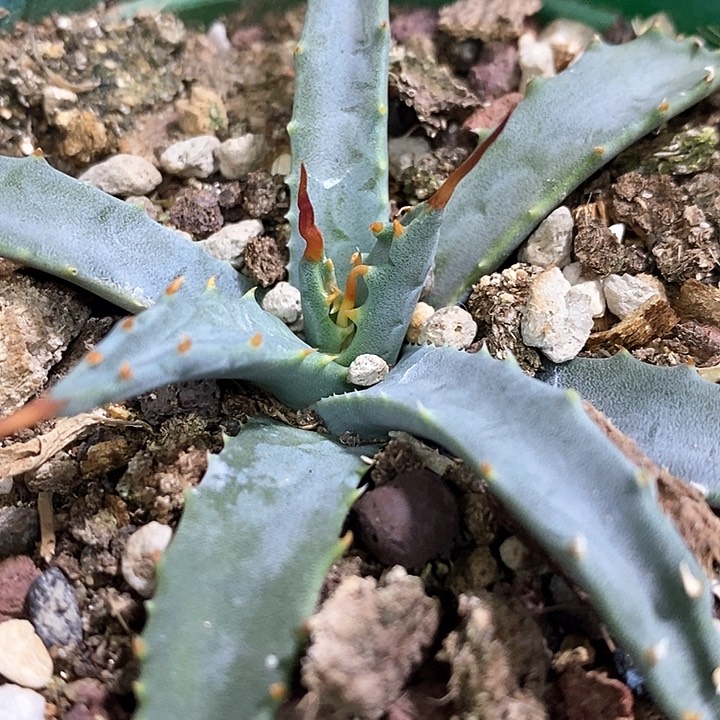 孤品实生eb曲刺妖炎生长点波浪刺