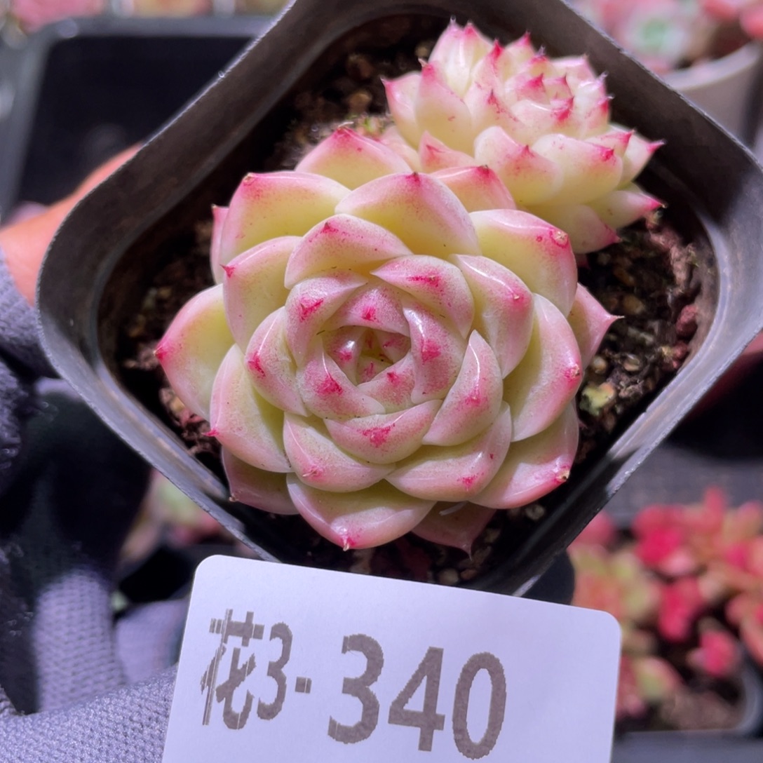 花利美3-340麦秆  