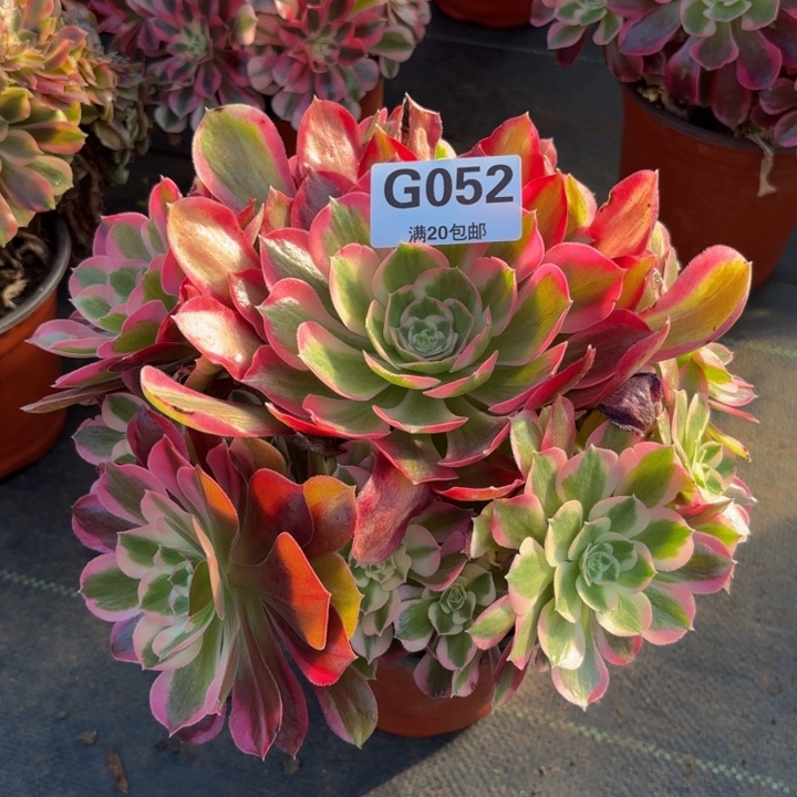 瑞妈，，。。。052夜罗刹，有断，