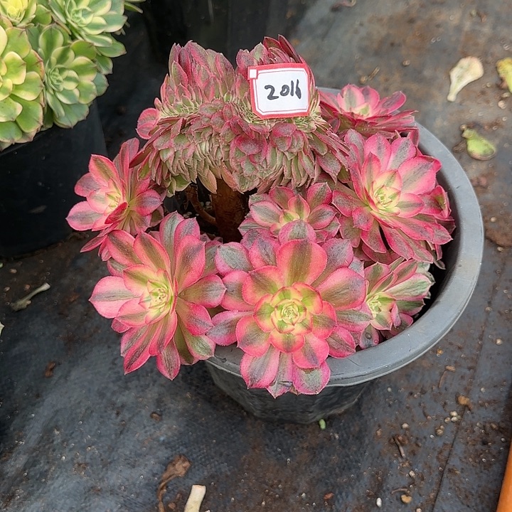 精品多肉植物3016