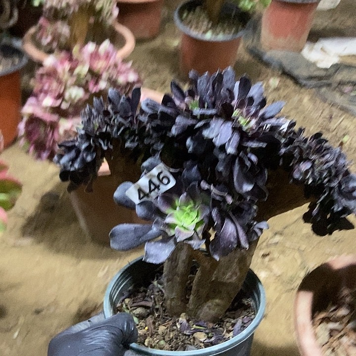 446欧紫缀化老板子