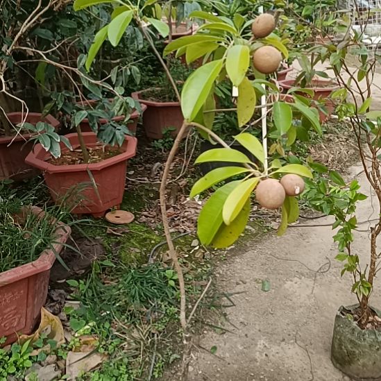 越南人心果嫁接一物一拍原盆原土发货