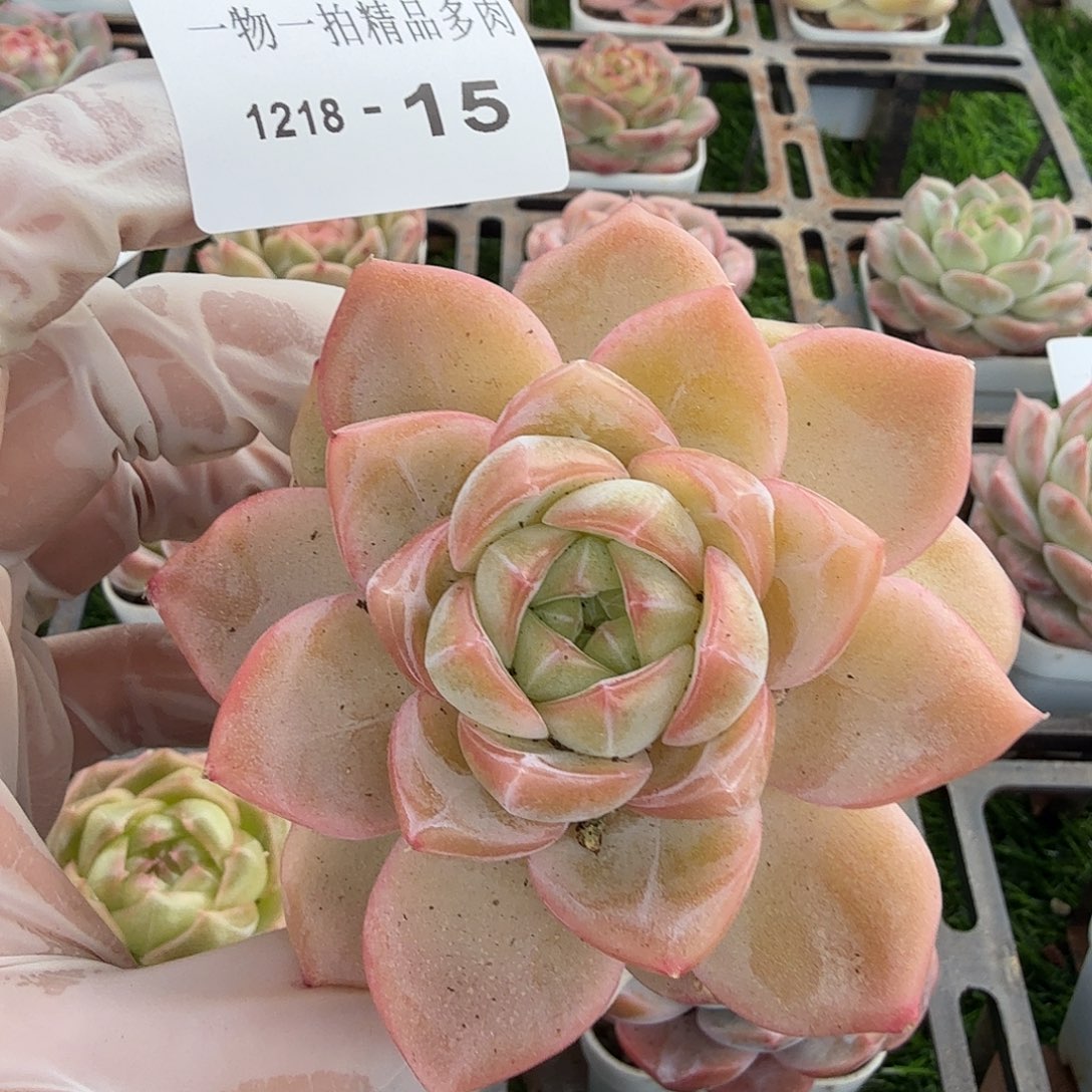 1218-15多肉一物一拍