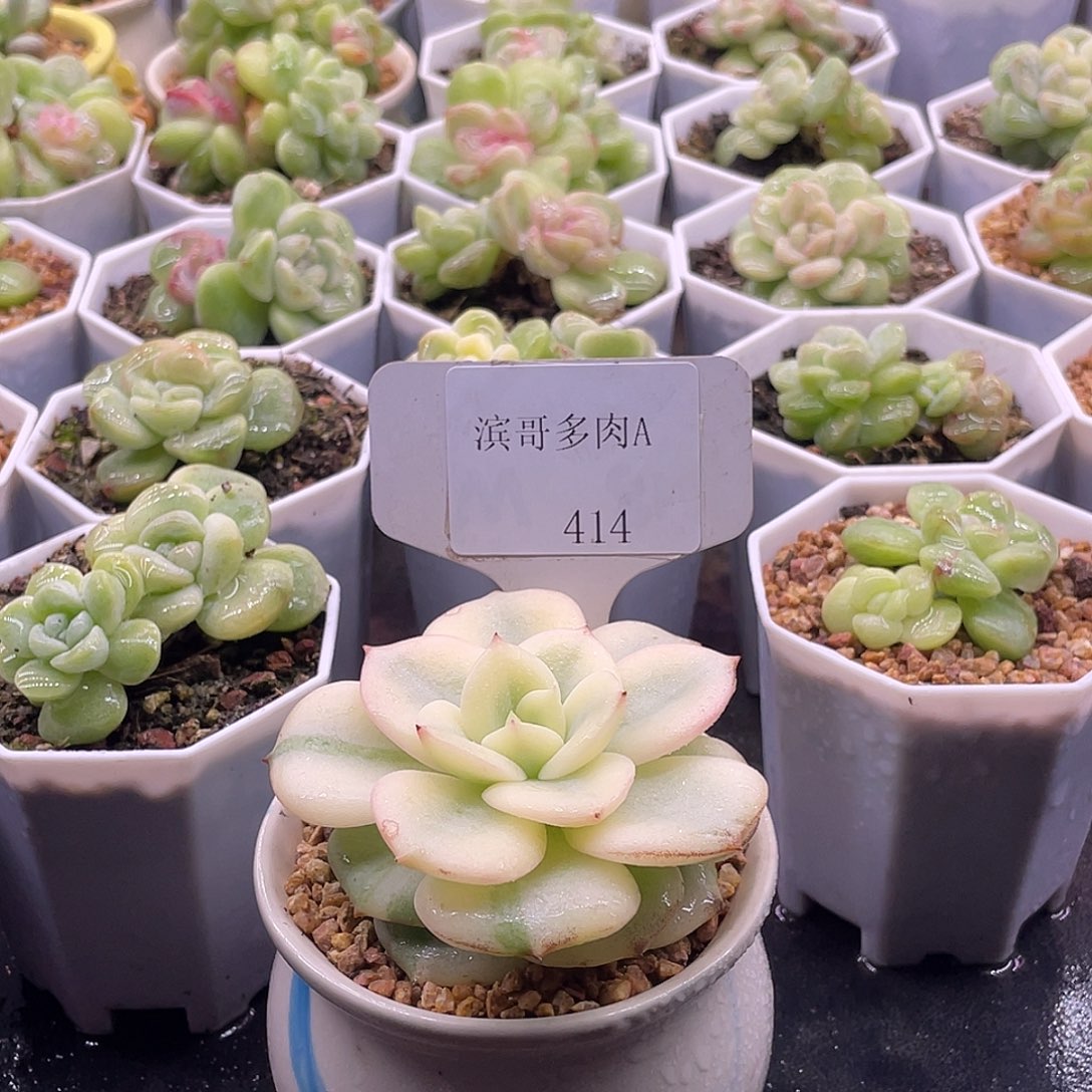 滨哥多肉A414三文鱼覆轮锦福利