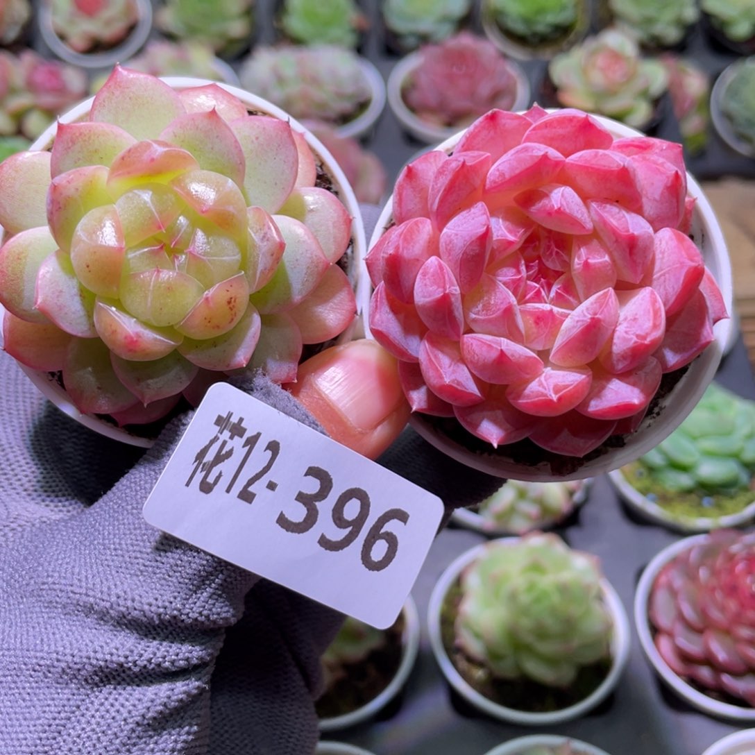 花利美12-396多肉2颗