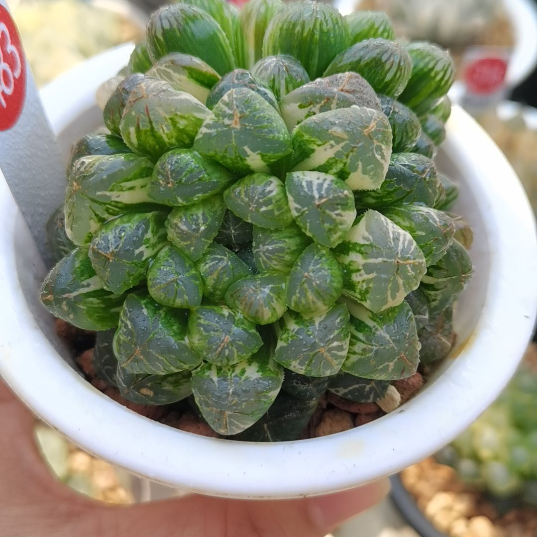 483号塑料皮玉露锦2头群生一物一拍带盆土发货