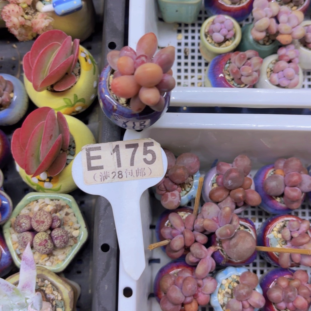 E175糖果美人一物一拍