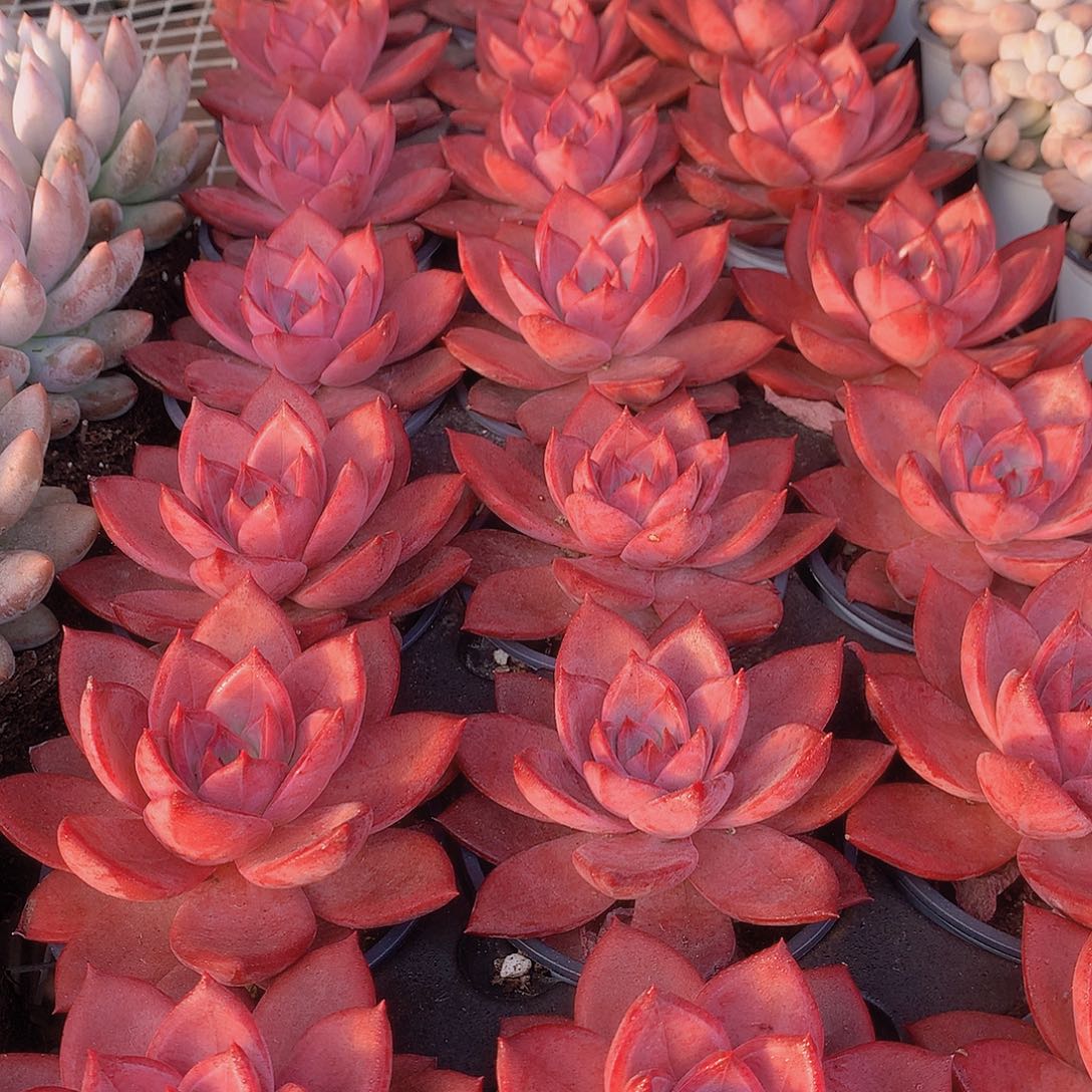 红糖卡3345678899990000