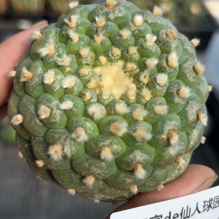 392无根 三月中旬上盆