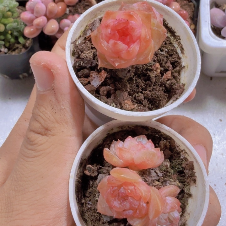 糖心小树两盆一双一群