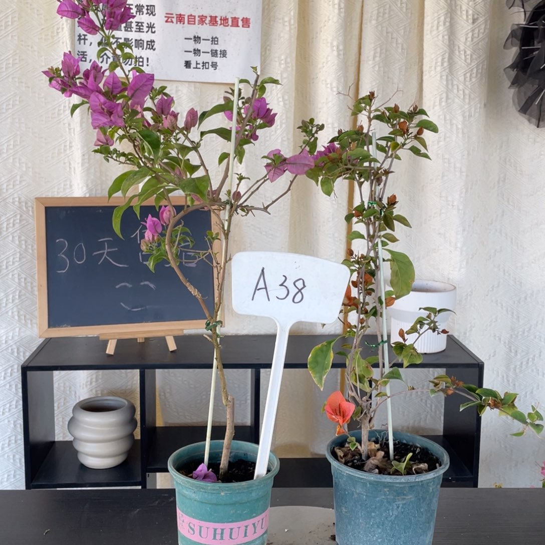 N***8全部花朵巴西紫+橙口红A38