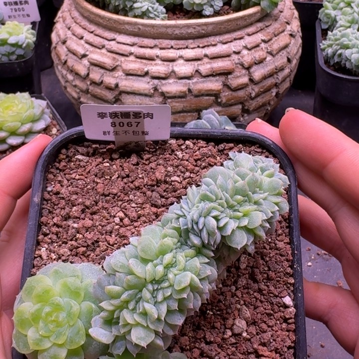 8067 纸鸢缀化一物一拍10cm盆