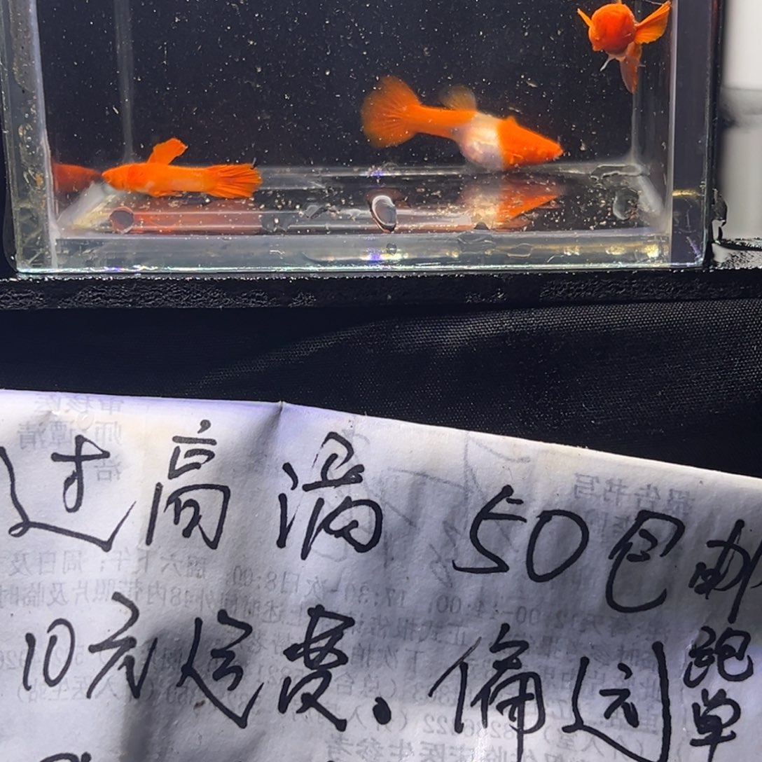 孔雀鱼红头双分水36