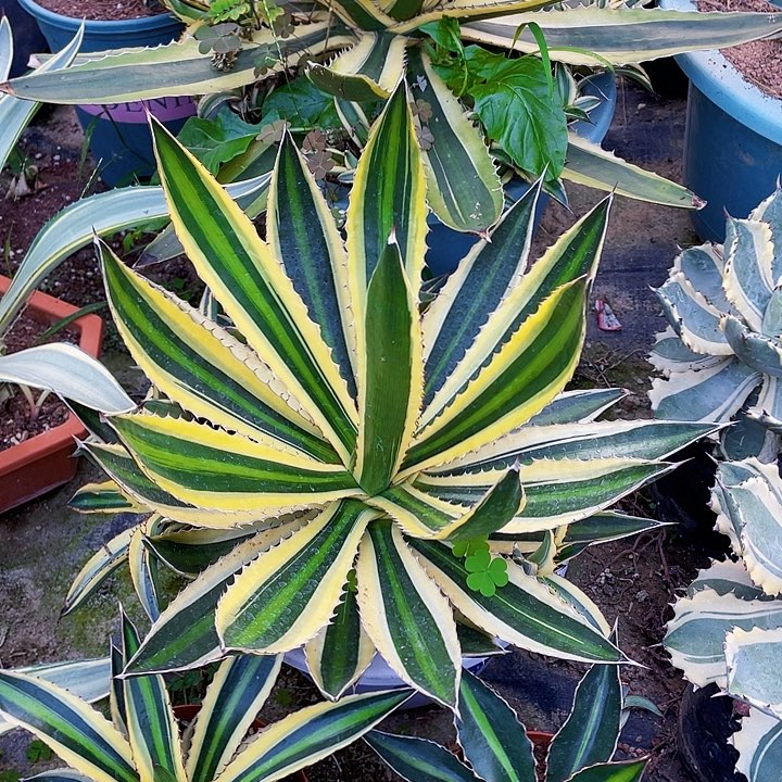 完全开放五色万代裸根发货32cm