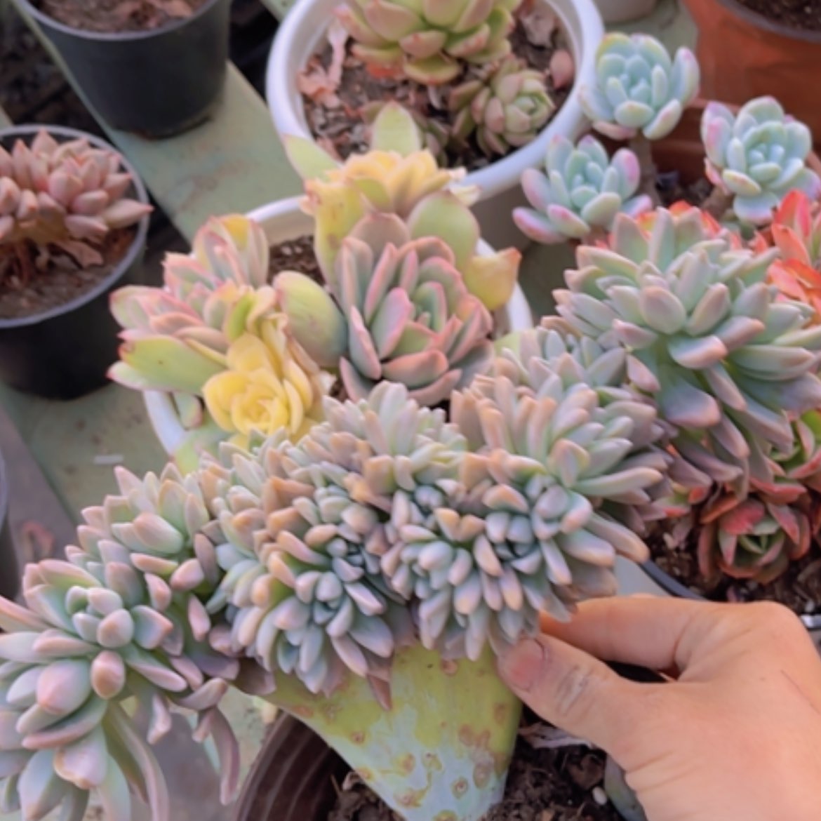 【闪购商品】淡雪缀17239