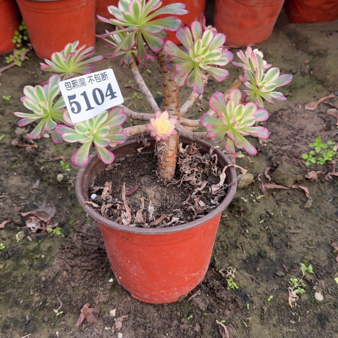 法师红铜白5104 19-40