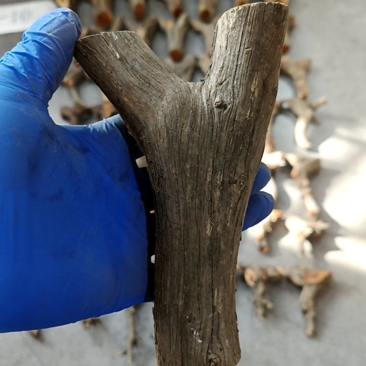 香榧木崖柏原叉崖柏原叉崖柏