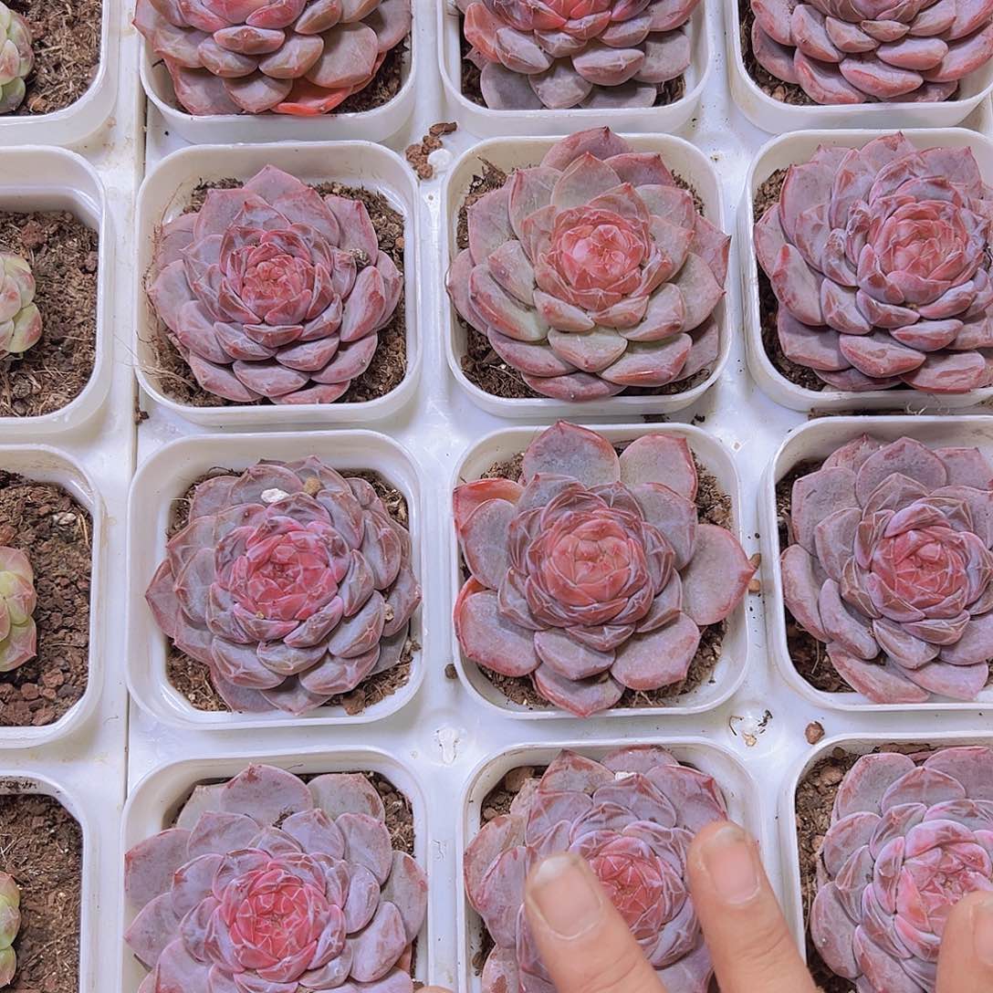 175大钻石冰魄19包邮多肉植物