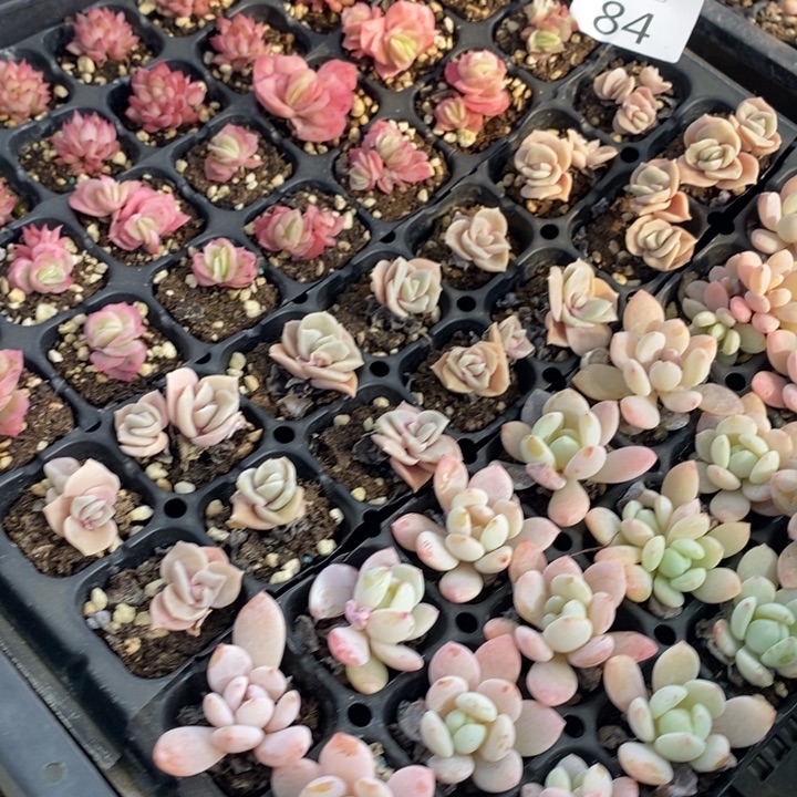 84 多肉植物盆栽花卉