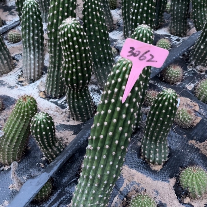 清清3-564毛花柱有斑3062