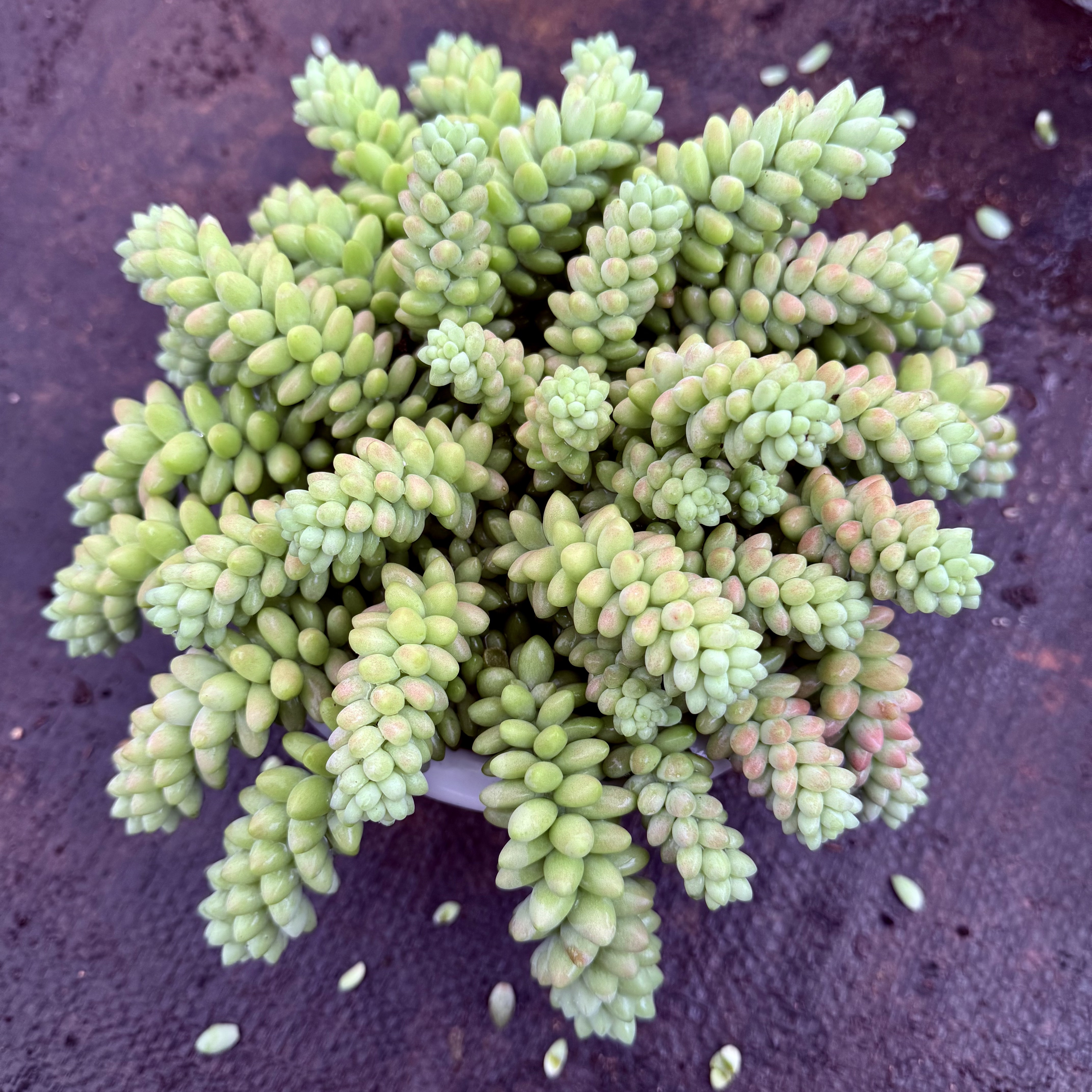 超大盆彩虹玉坠带盆带土发精品多肉植物新手好养阳台绿植净化空气