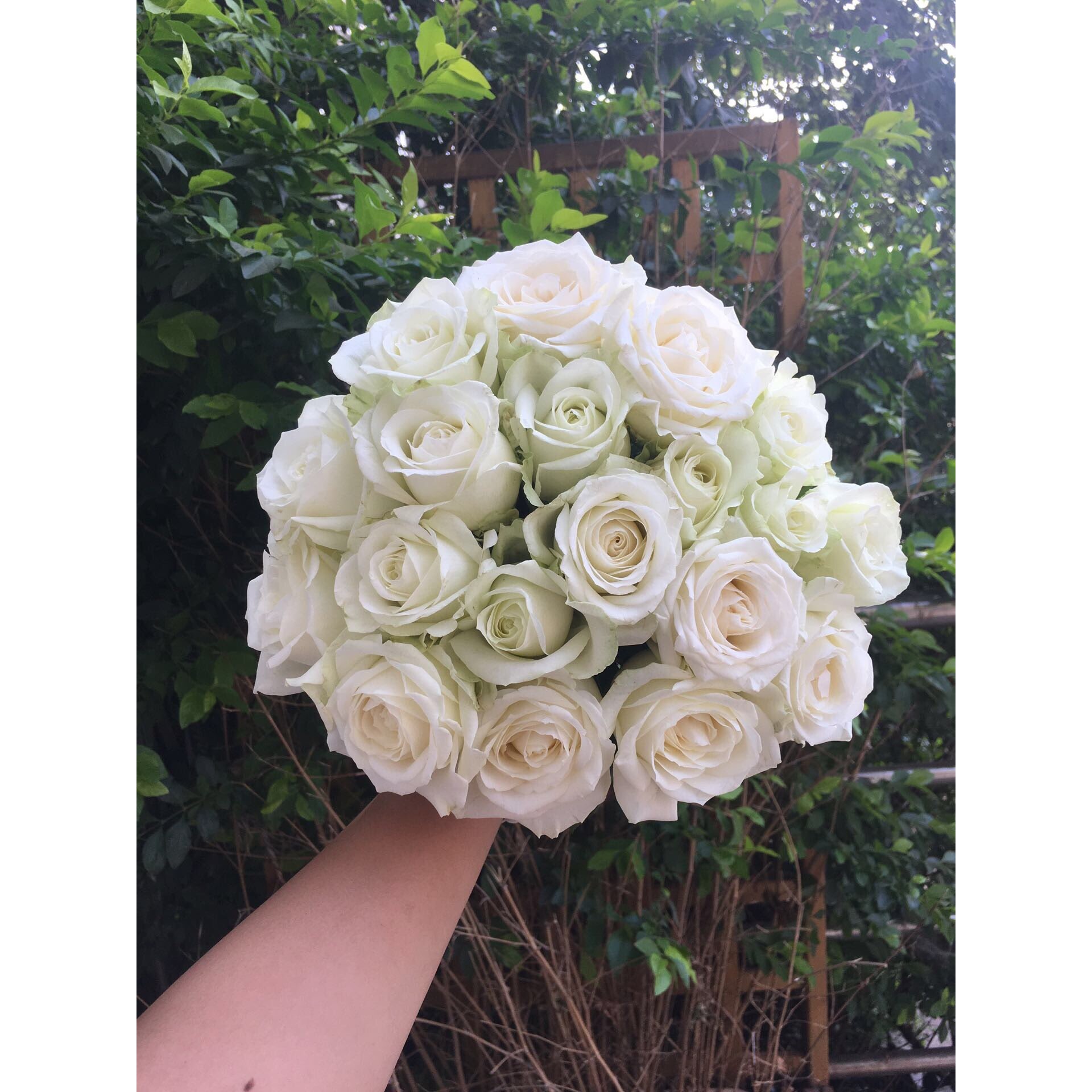 【福利套餐 】福利套餐A12 云南基地直发 鲜花 水养