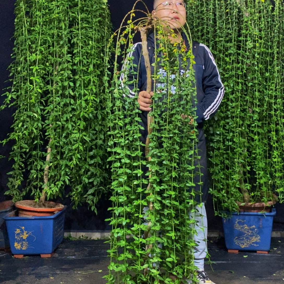 迎春花，一物一拍，