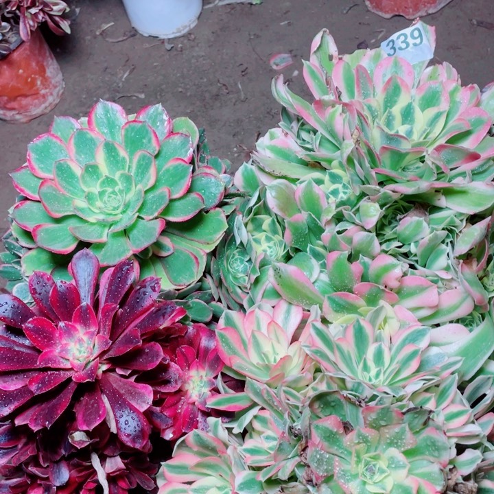多肉植物组合339