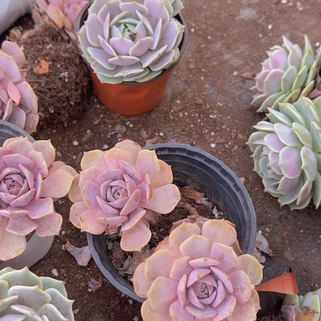 粉蝶 双头起发 120杯