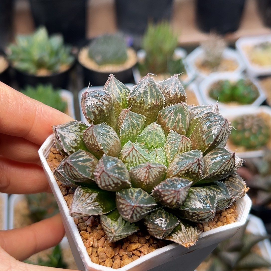 楼兰玉露一颗一颗一颗