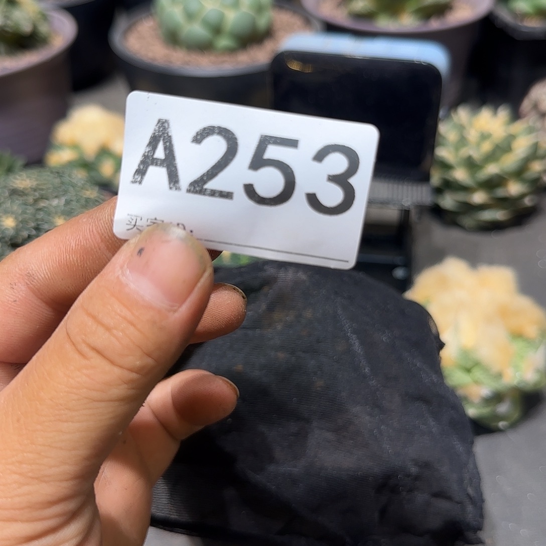 用***3实生仙人球特价一颗