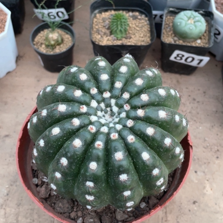 284超大炫美玉仙人球