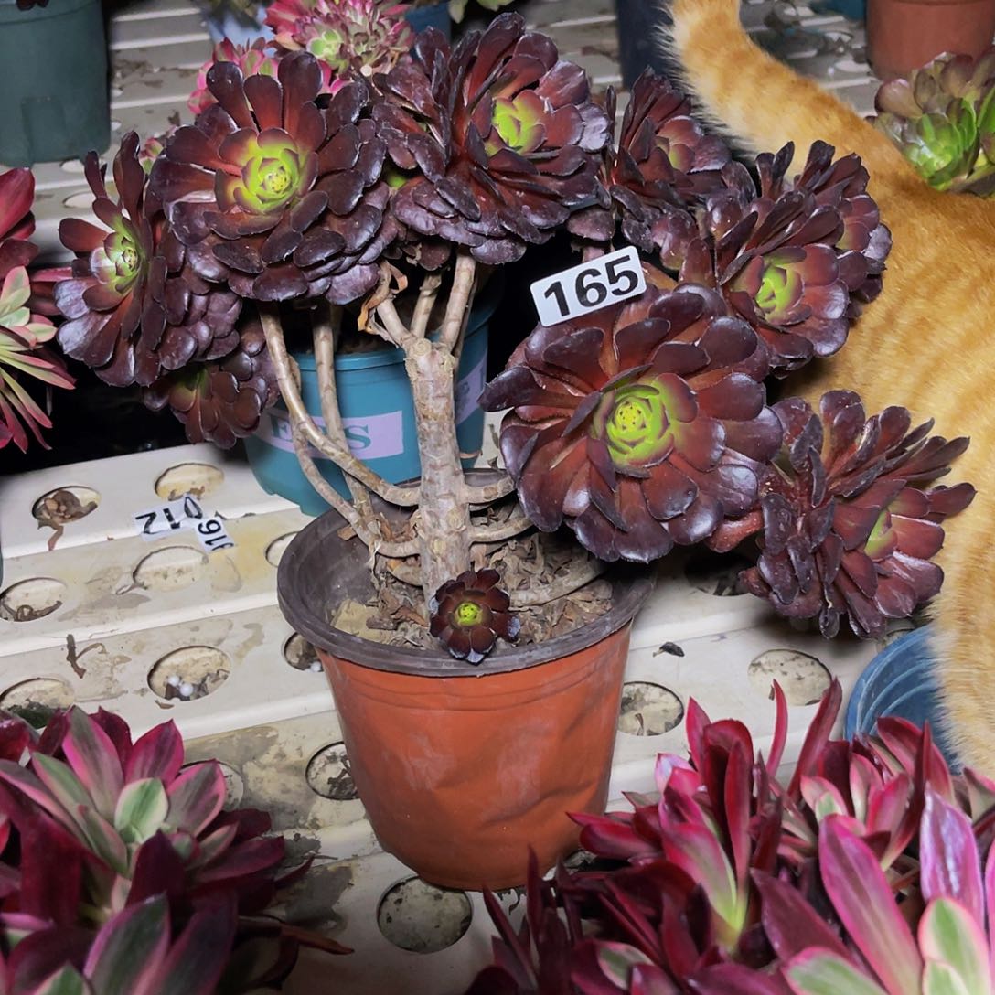 法师法师7-4包邮法师