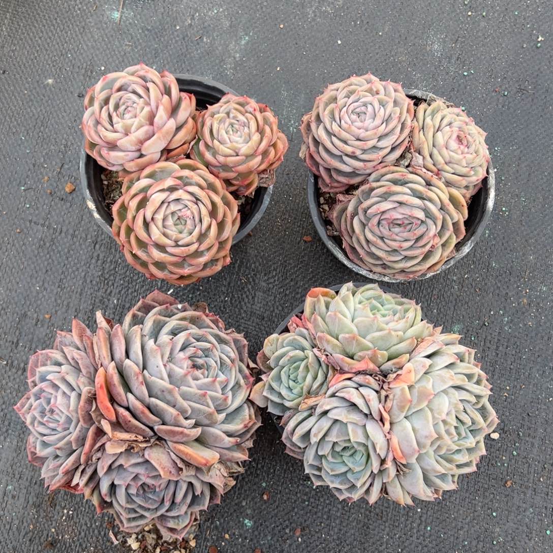 惊鸿贝贝3头起，图中任意一颗，尺寸11+