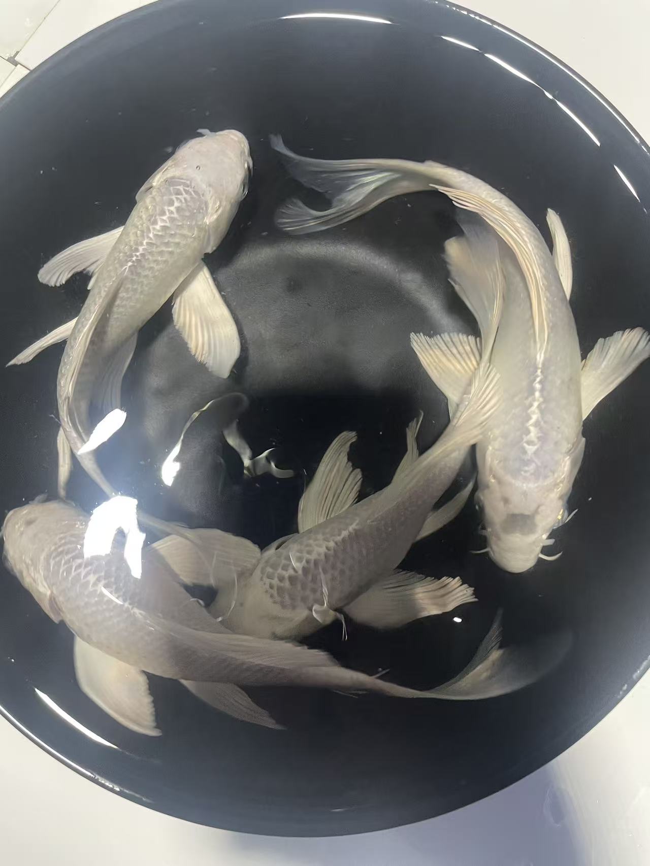 101-200 锦鲤、蝴蝶鲤、德系 玛雅 无鳞鱼、金鱼。