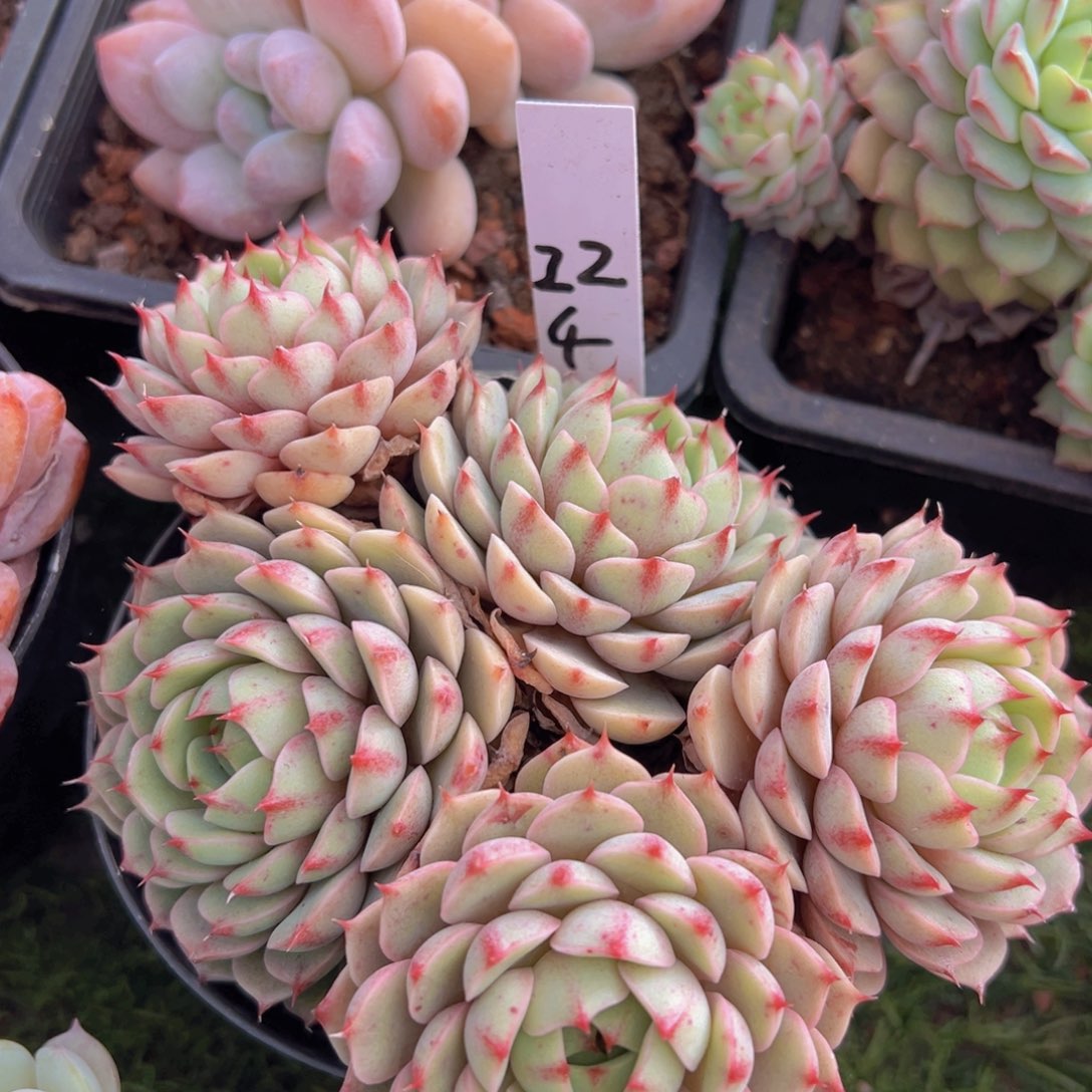 香玉的故事是一个人的故事吗笑