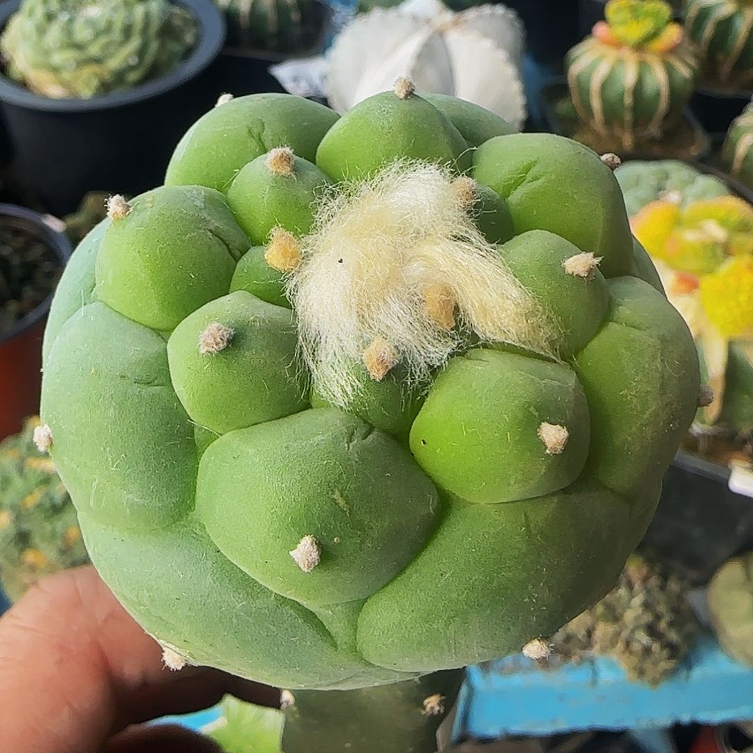 大尤佛头527仙人球