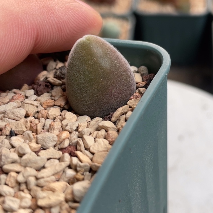 宝辉植物一物一拍园艺苗子