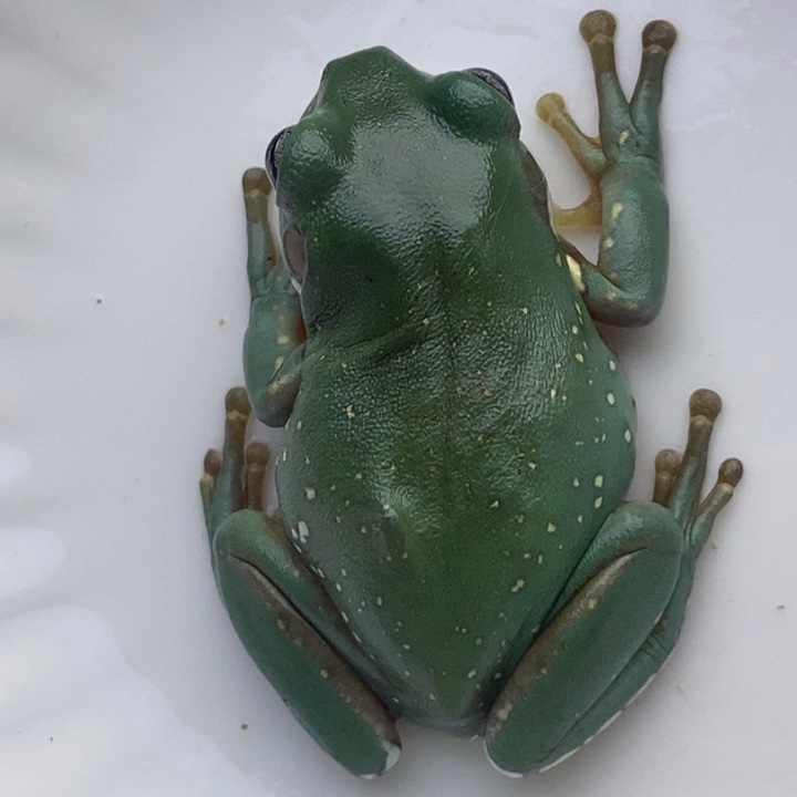 老爷树蛙24h蓝子代23号