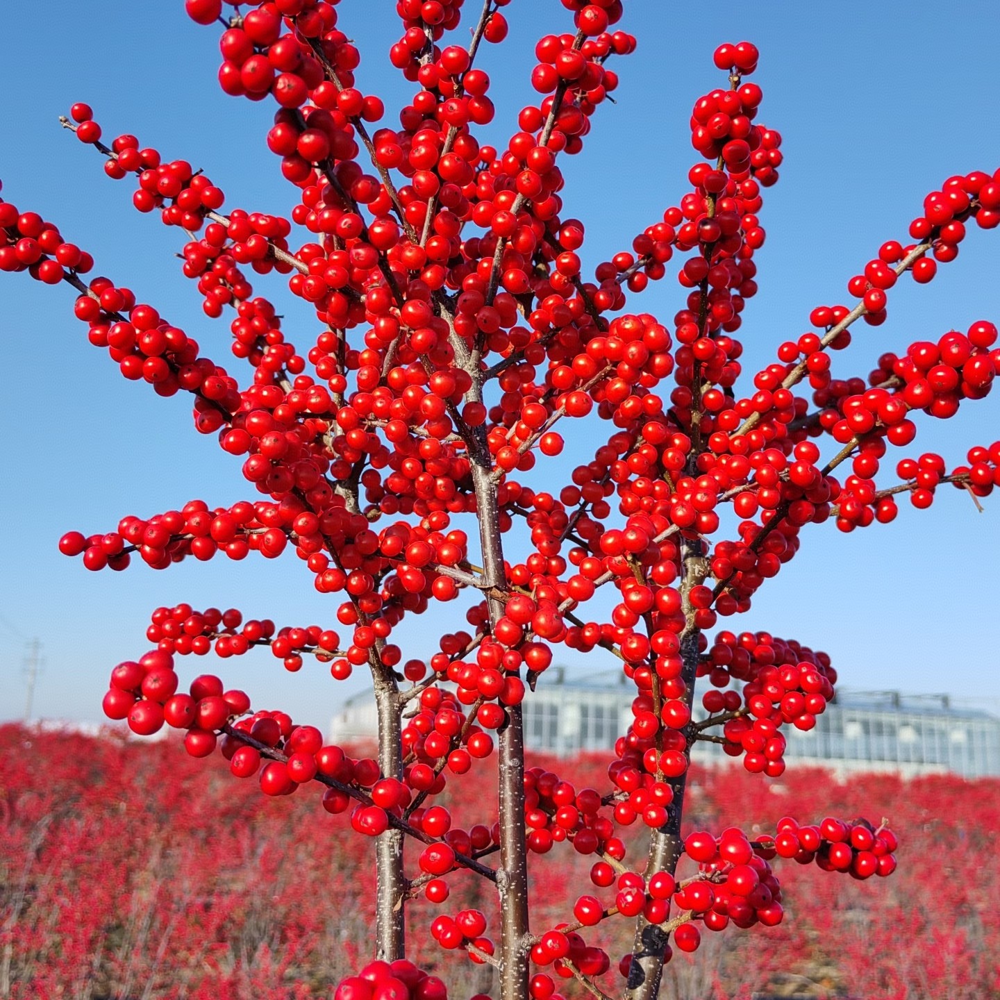 【北美冬青】年宵花.鲜切花基地直发客厅摆饰水培耐寒长花期红果