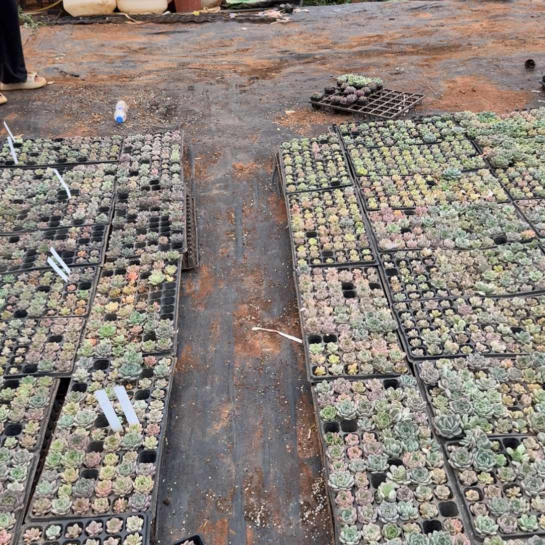 纯糖心切糕一份量拍四十颗左右