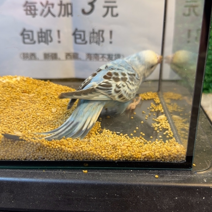 虎皮鹦鹉大头虎皮鹦鹉