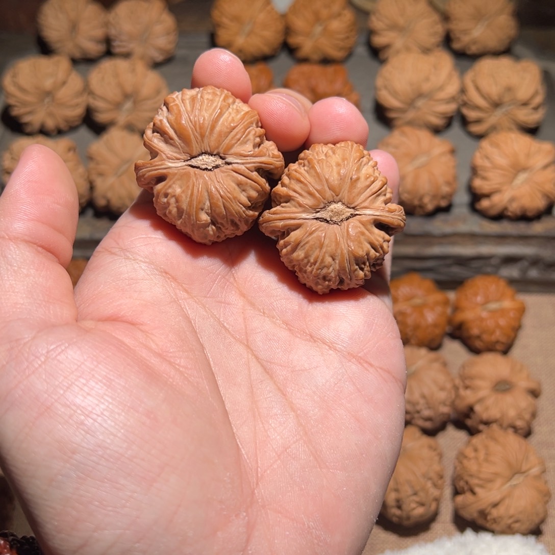 童***38 红皮卡姿兰白狮子红