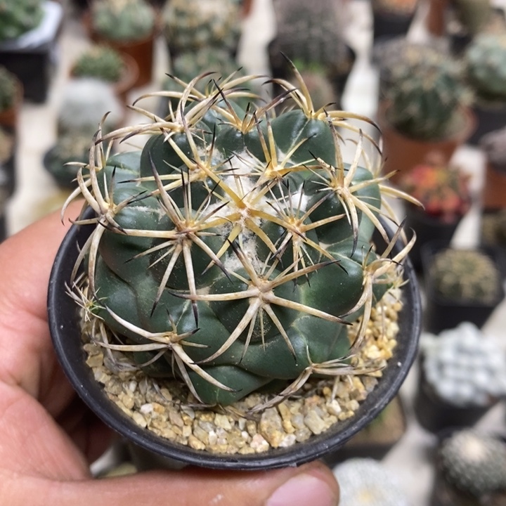 实生天丝象牙特价