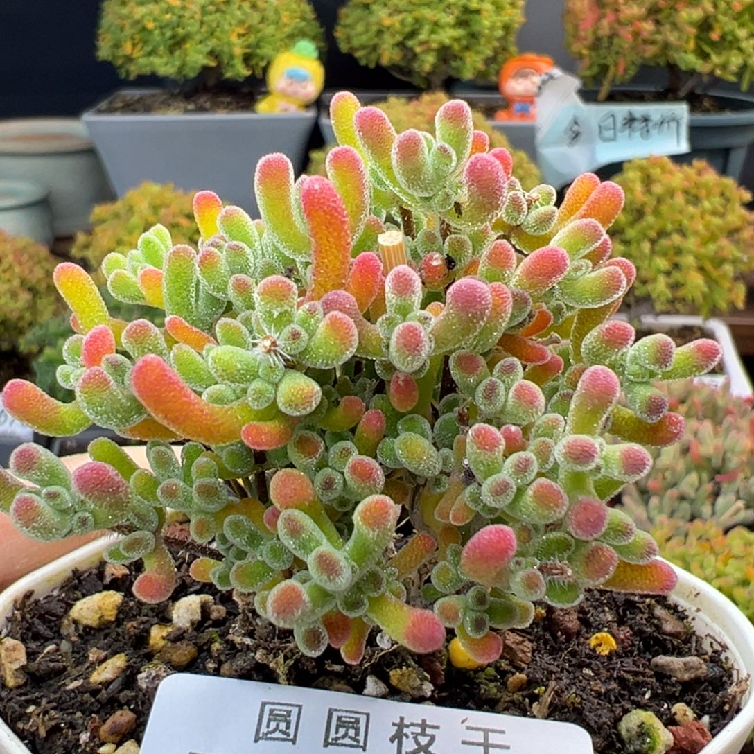 dy5701精控小老桩星冰乐冠幅5cm