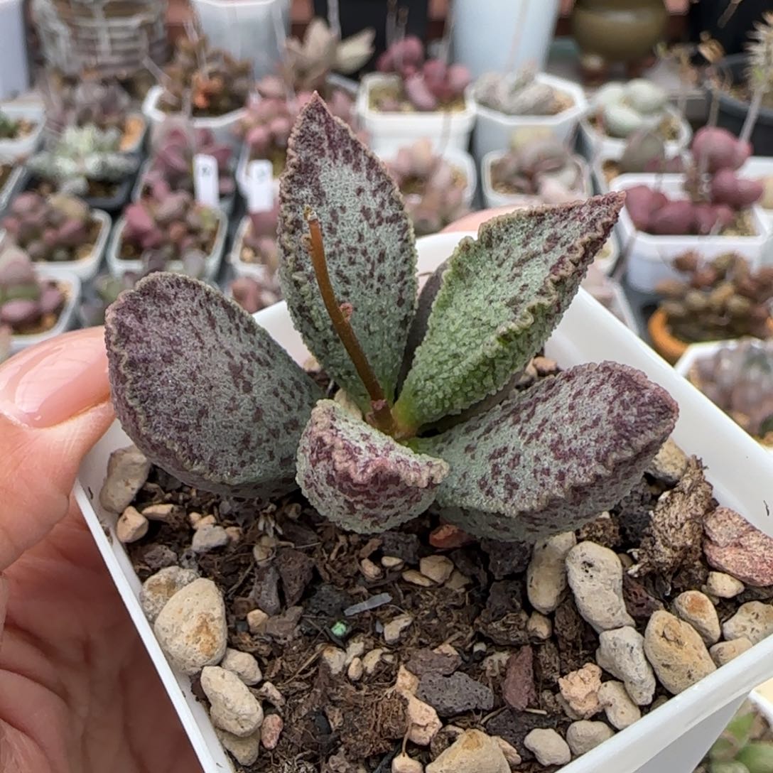 昭君。          