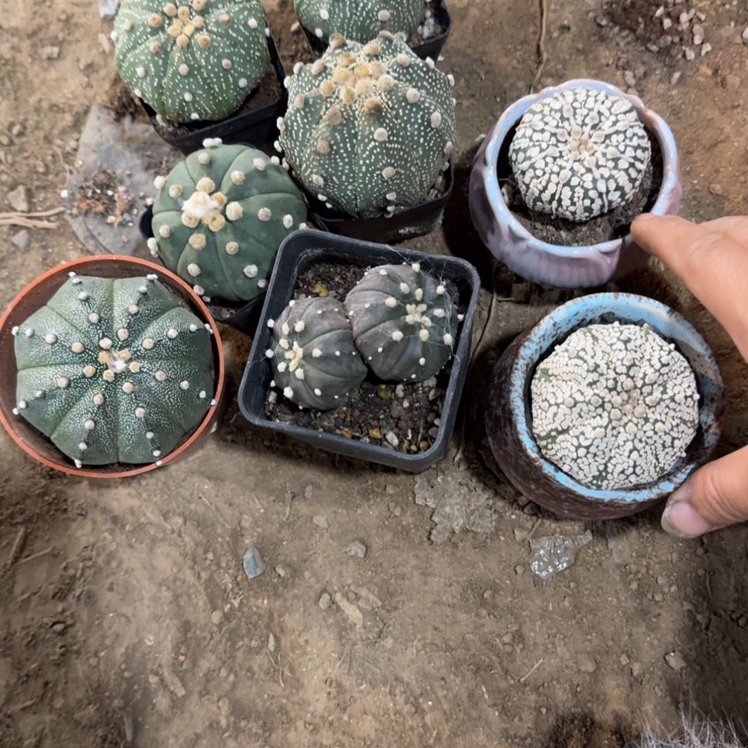 菠***派图可口可乐了可口可乐