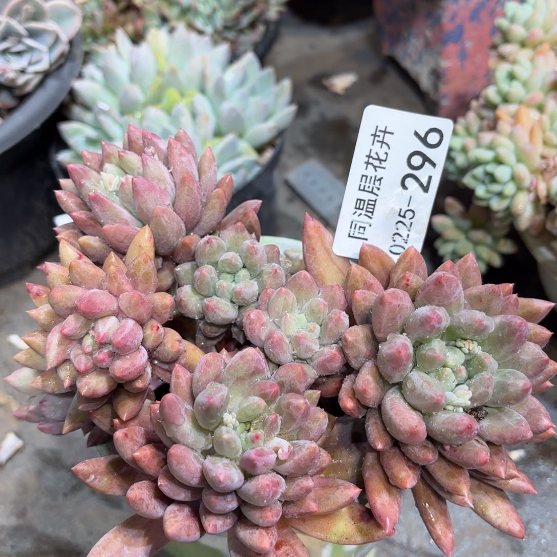 同温层多肉红蜻蜓296