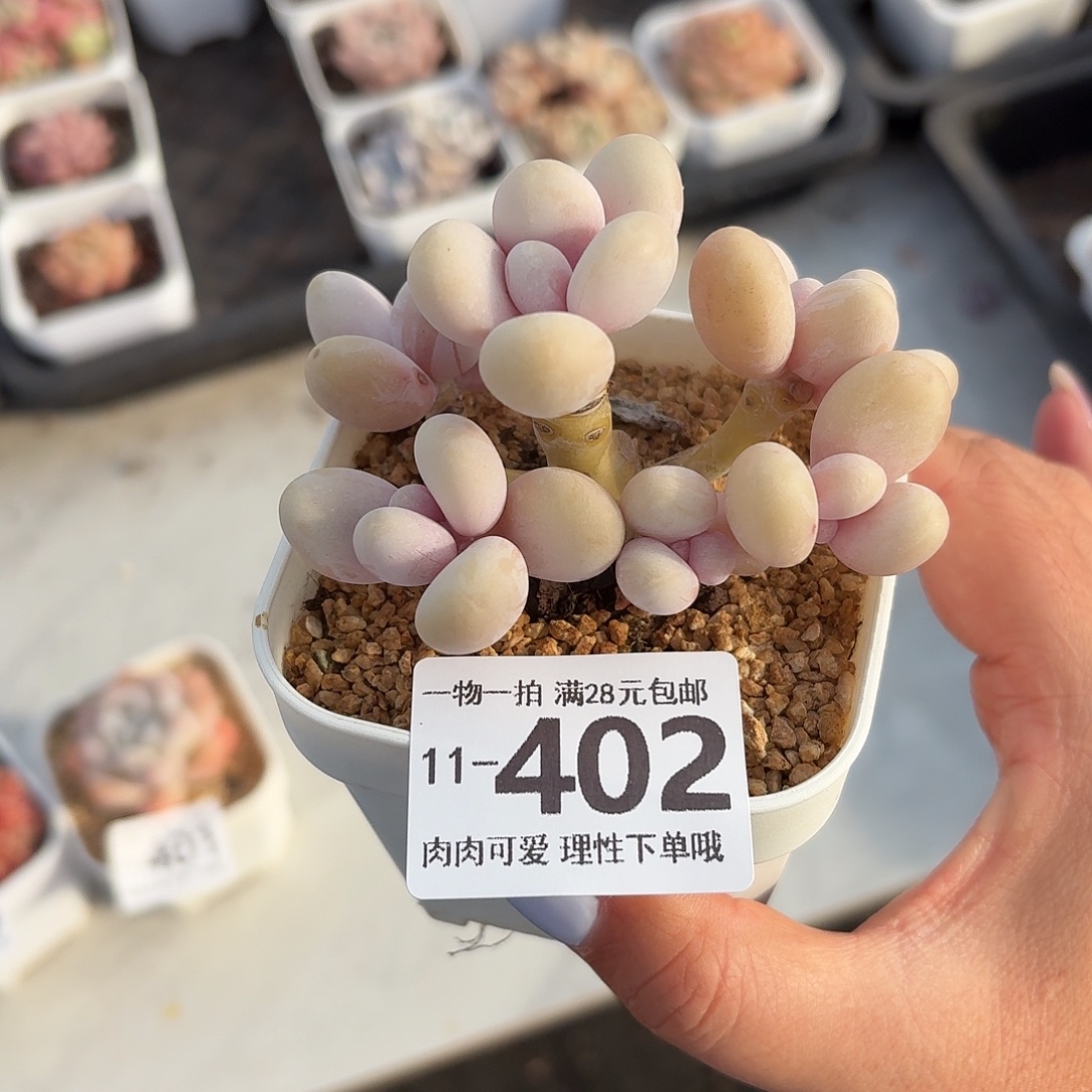 蛋黄奶无盆土发货
